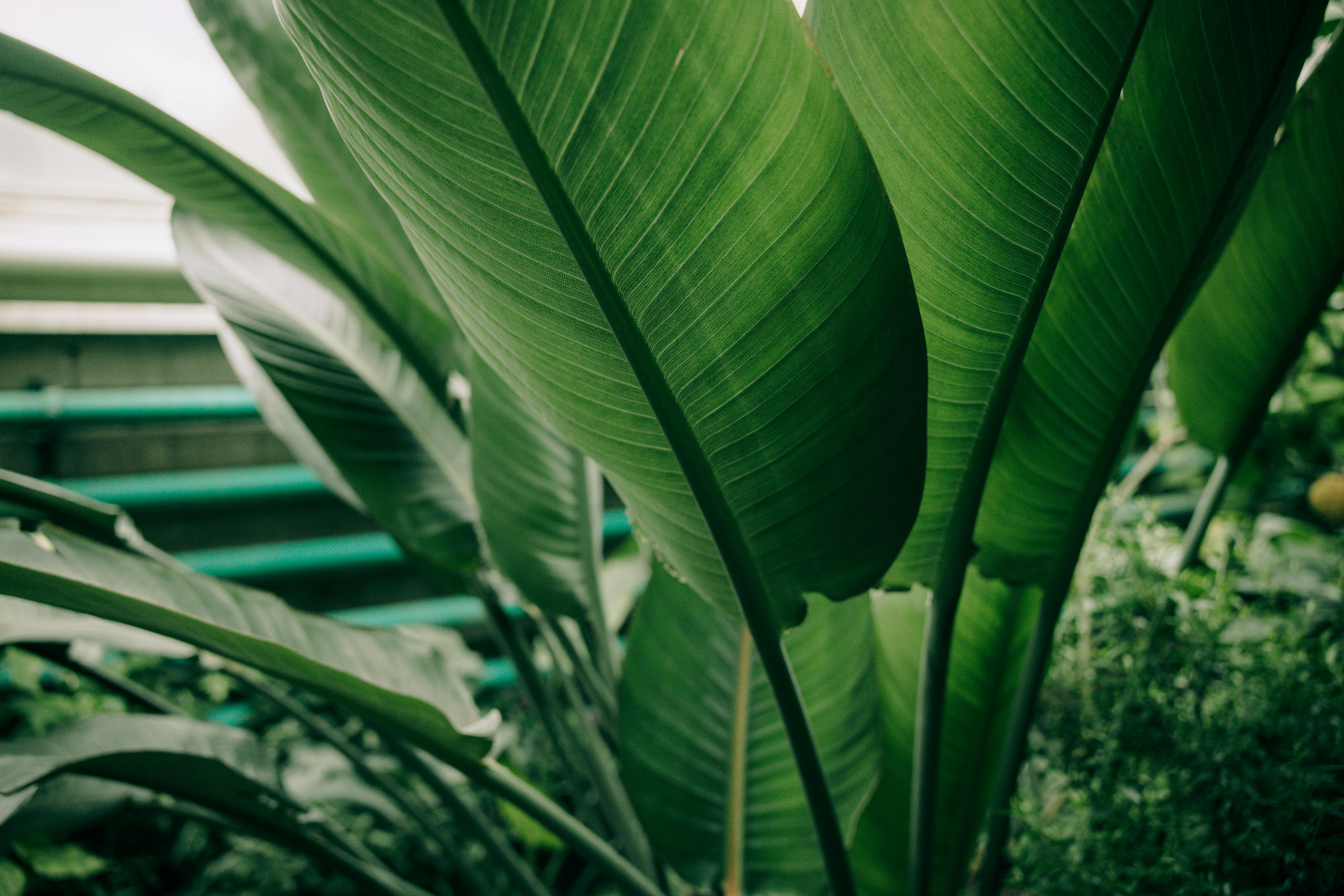 a close up shot of banana leaves