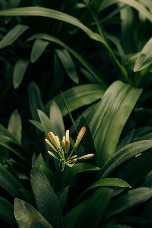 Flower Buds and Green Leaves