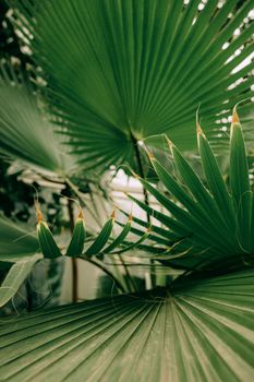 Detailed view of overlapping green palm leaves showcasing natural texture and vibrant colors.