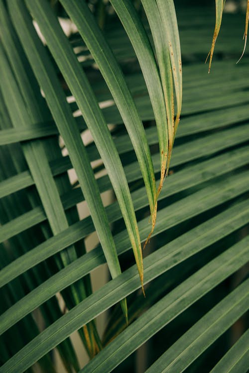 Green Leaves in Close Up Shot