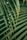 palm leaves