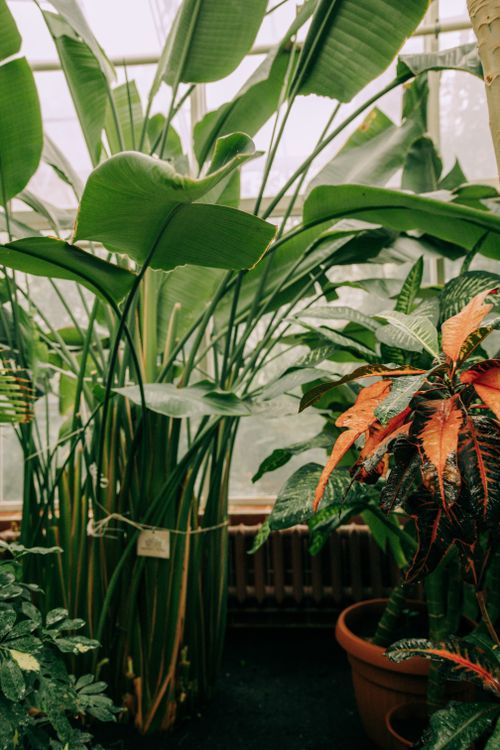 Free Tropical plants indoors with vibrant green leaves meeting botanical luxury. Stock Photo