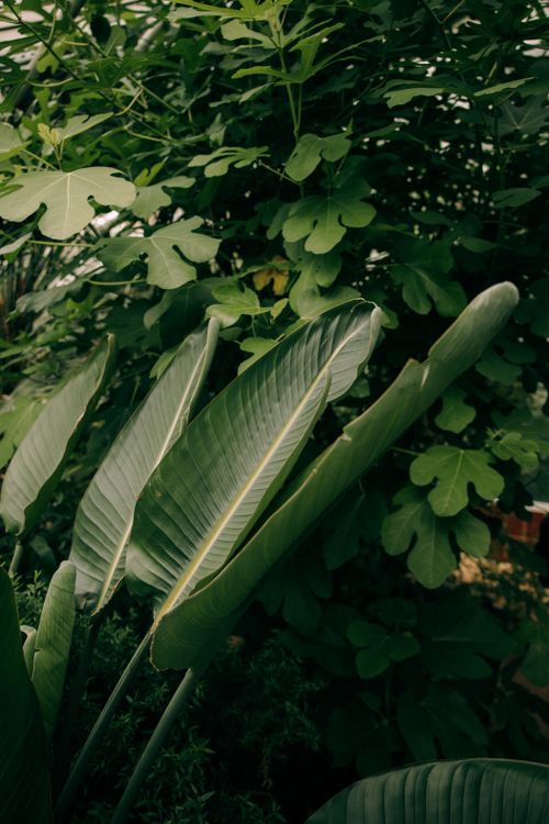 Free A vibrant display of large green leaves in a serene botanical garden setting. Stock Photo