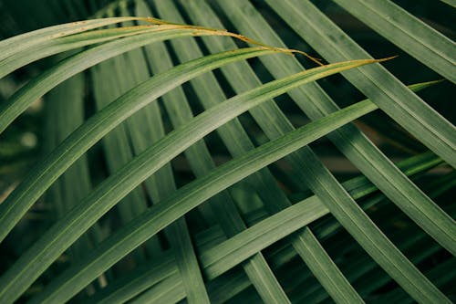 Foto d'estoc gratuïta de fotografia de planta, fulles verdes, howea forsteriana