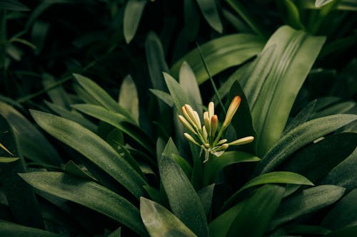 Fotos de stock gratuitas de de cerca, floreciente, Flores amarillas