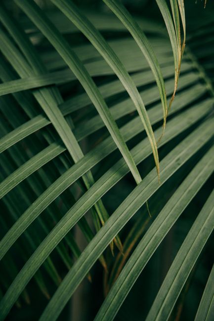 Detailed vertical close-up of green palm leaves showing natural patterns and textures.