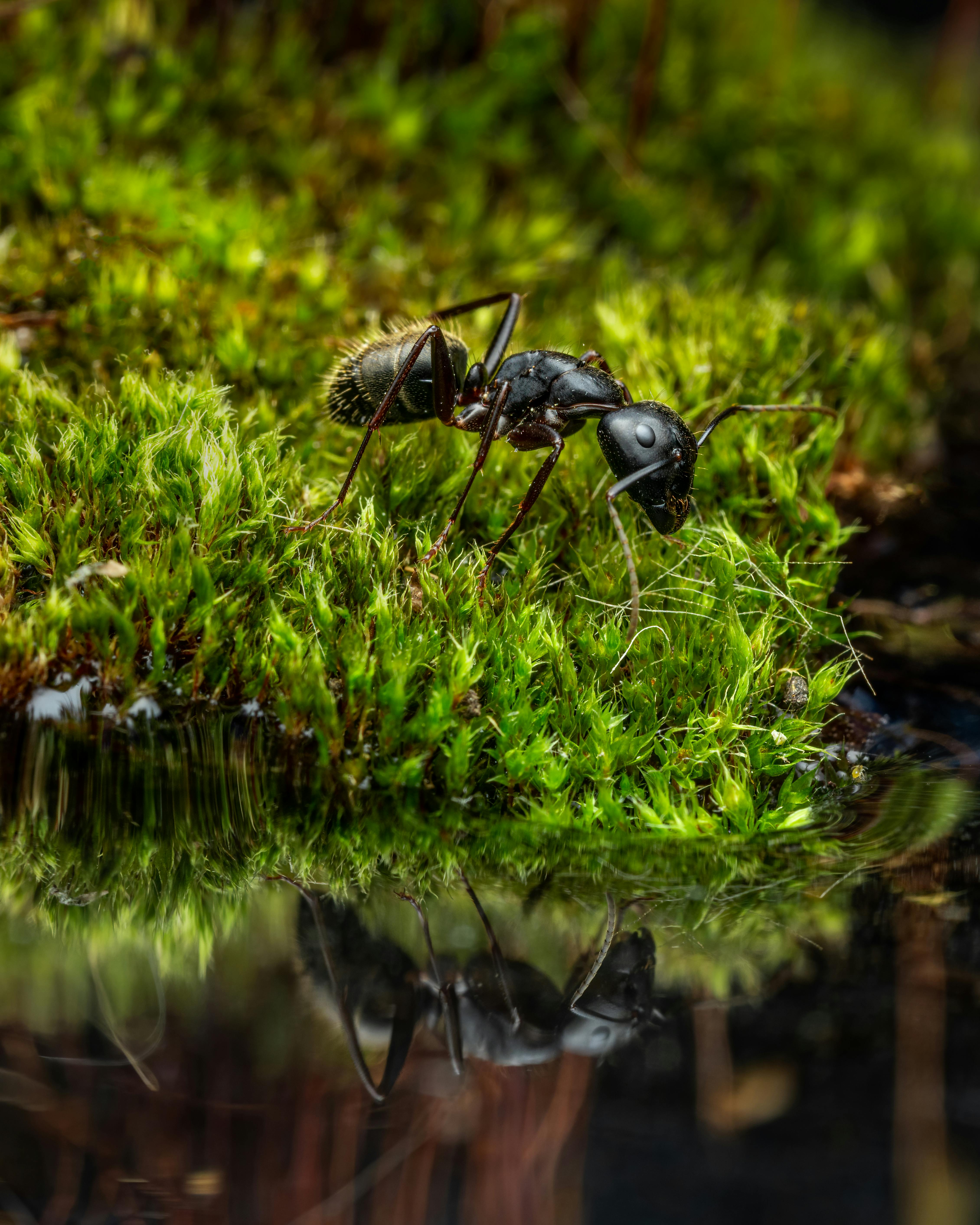 Side view of black ant on green lush moss drinking water from reservoir in forest