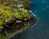 Black ant on moss next to reservoir