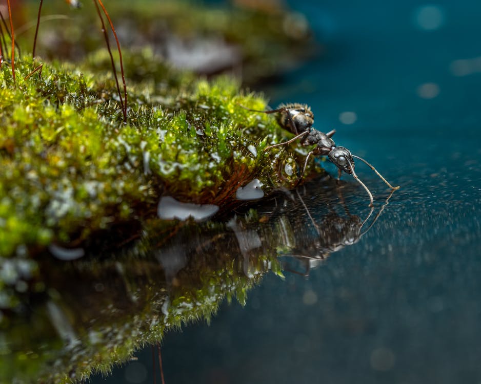 Black ant on moss next to reservoir
