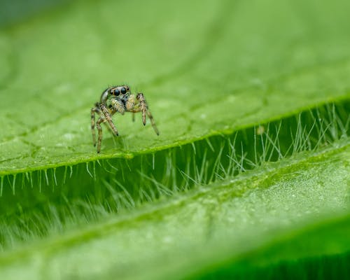 Tiny Jumping spider with big black eyes and thick legs on vibrant green leaf blade in forest