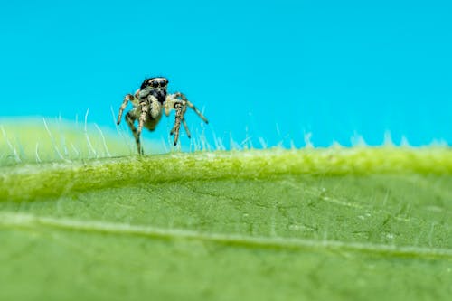 Jumping spider on vibrant leaf blade covered with thin trichomes and drops on blue background