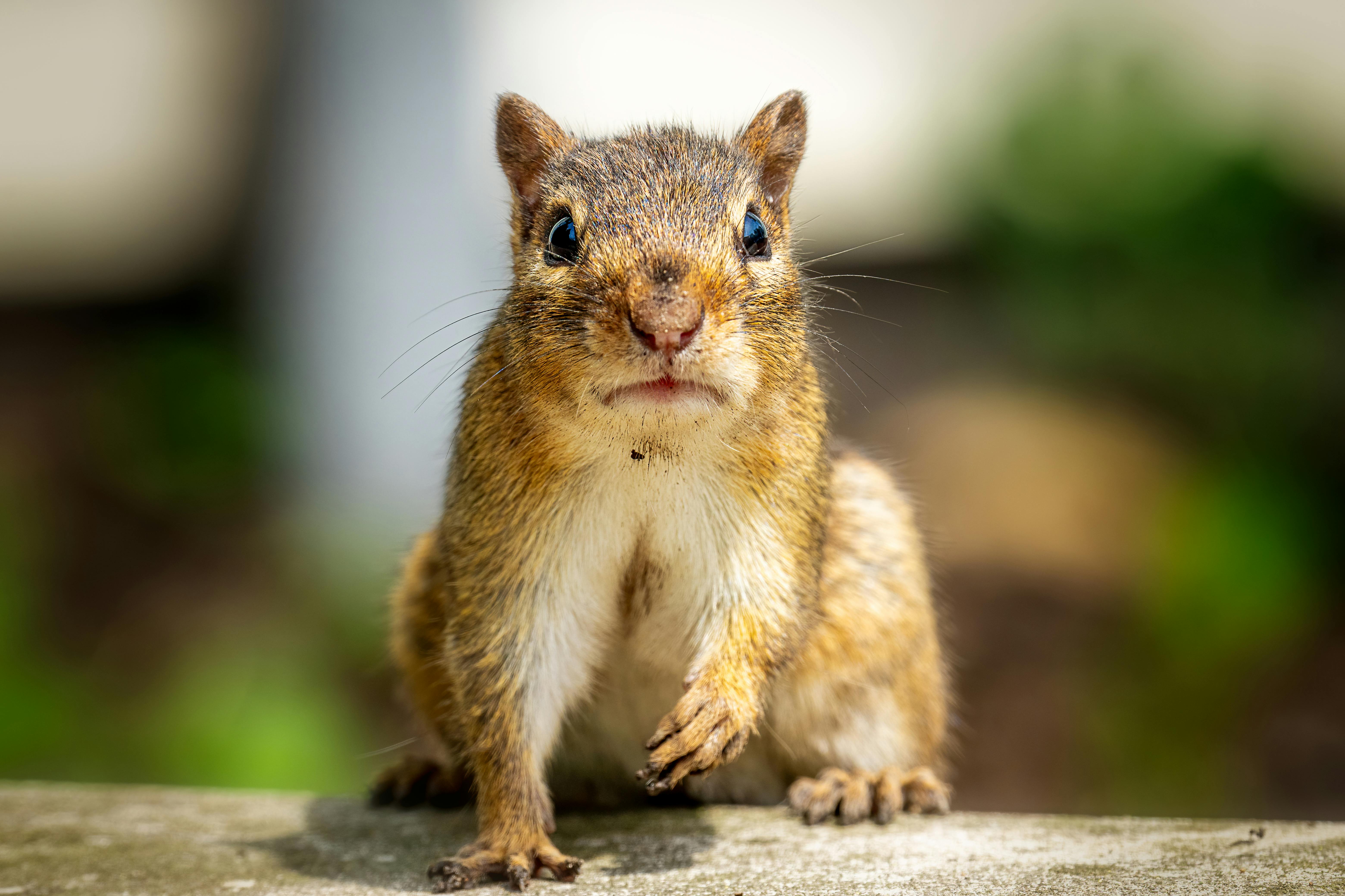 cute chipmunk resting on curb