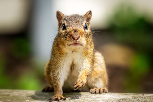 Free Full body of adorable chipmunk with black eyes and soft golden fur looking at camera while chilling on curb in park on blurred background Stock Photo