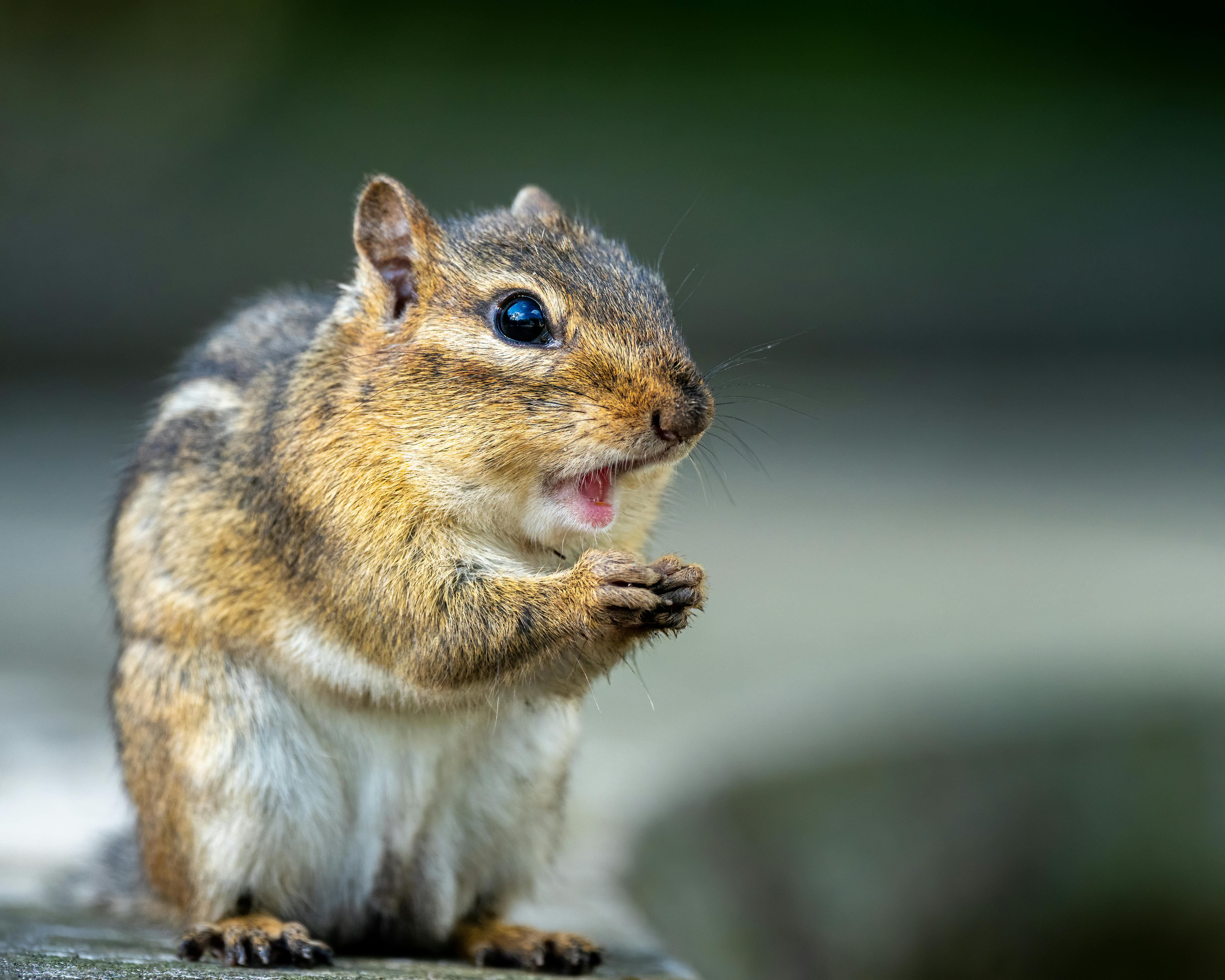 Adult chipmunk standing with folded paws · Free Stock Photo