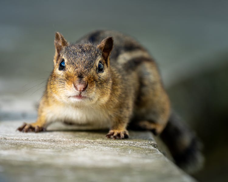 Chipmunk On Curb In Garden