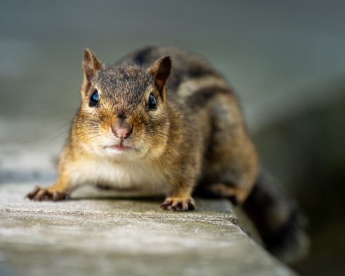 Free Full body of wild animal with soft striped fur and tiny paws resting on curb in garden on blurred background Stock Photo