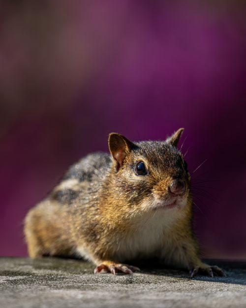 Free Full body of wild animal with soft striped fur and tiny paws resting on curb in garden on blurred background Stock Photo