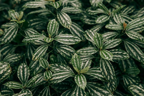 Close Up Photo of Leaves