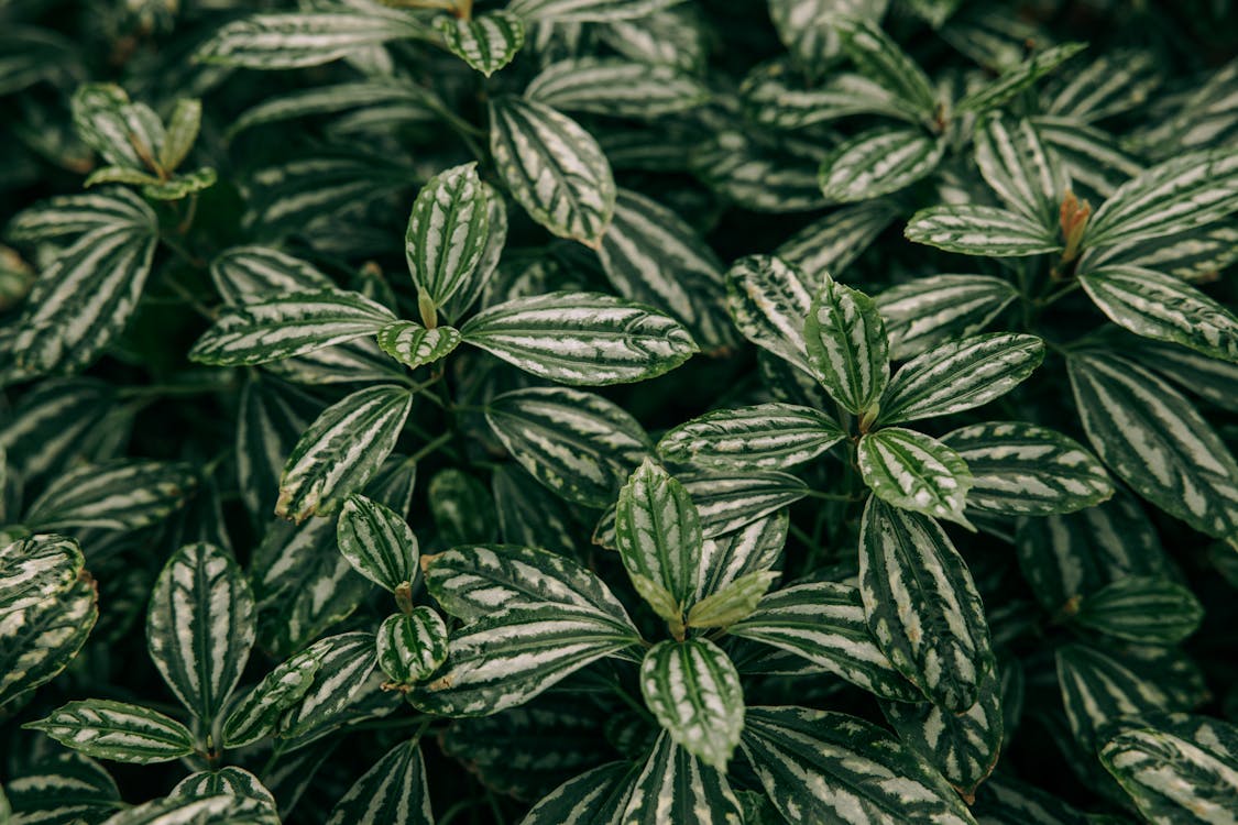 Close Up Photo of Leaves