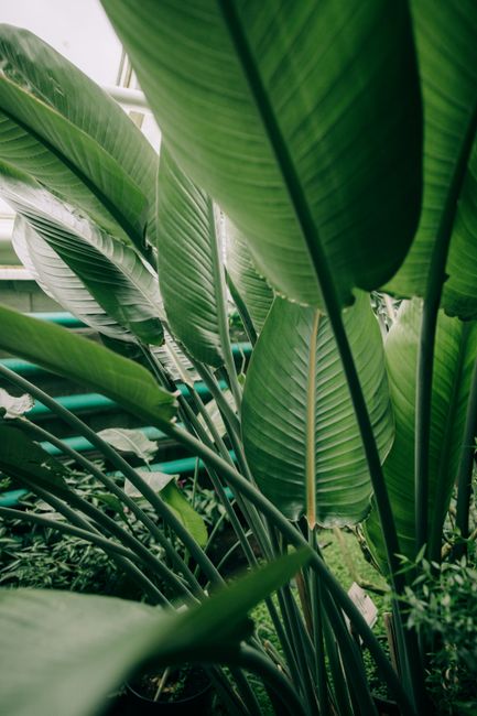 Close-up of vibrant green leaves in a botanic garden, showcasing natural beauty and tranquility.