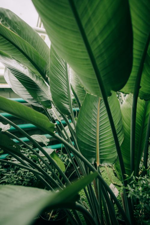 Free Close-up of vibrant green leaves in a botanic garden, showcasing natural beauty and tranquility. Stock Photo