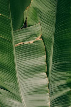 Detailed view of lush green banana leaves, showcasing their rich texture and natural patterns.