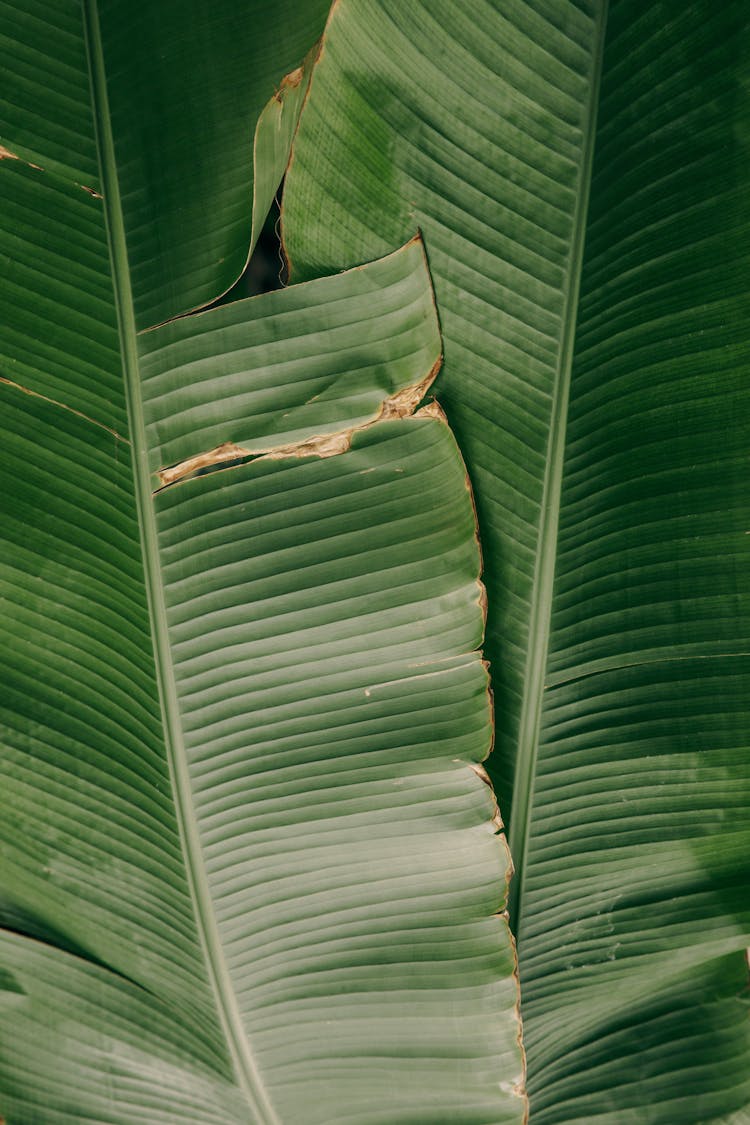 Banana Leaves