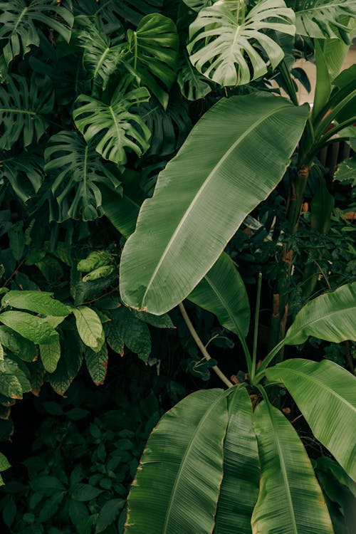 Darmowe zdjęcie z galerii z fotografia roślin, liście, palmy