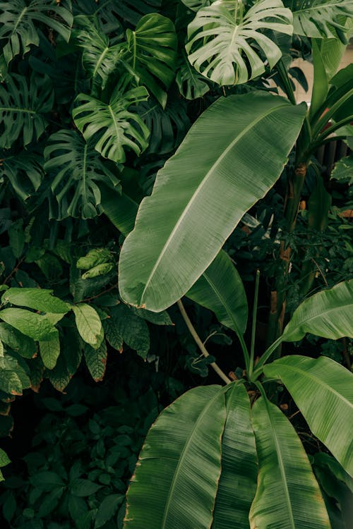 Plants with Green Leaves