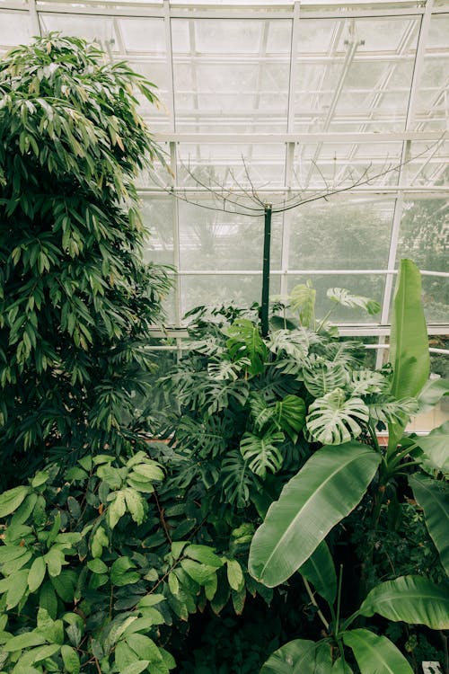 

Plants in a Greenhouse