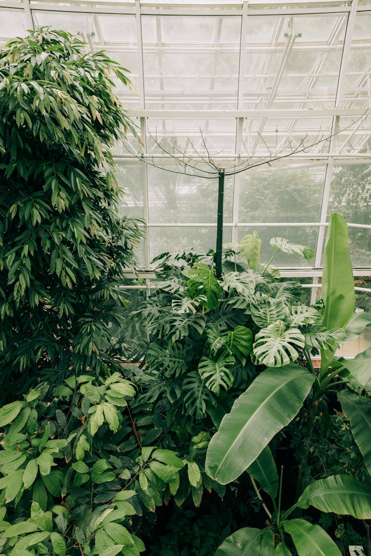 

Plants In A Greenhouse