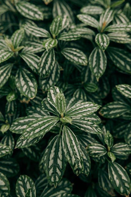 A detailed view of lush Pilea Cadierei leaves showcasing vibrant green patterns.