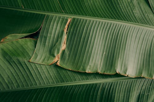 
A Close-Up Shot of Banana Leaves