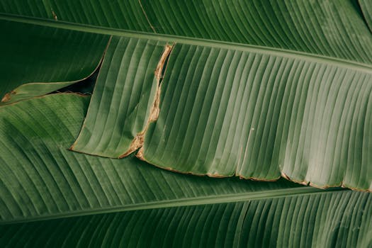 Detailed close-up image showcasing the vibrant texture and structure of green banana leaves.