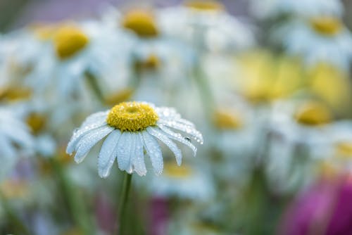 A Close-Up Shot of a Wet Daisy Flower