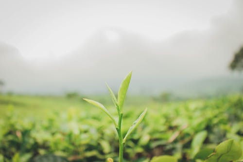 Безкоштовне стокове фото на тему «framland, зелене листя, зелений чай»