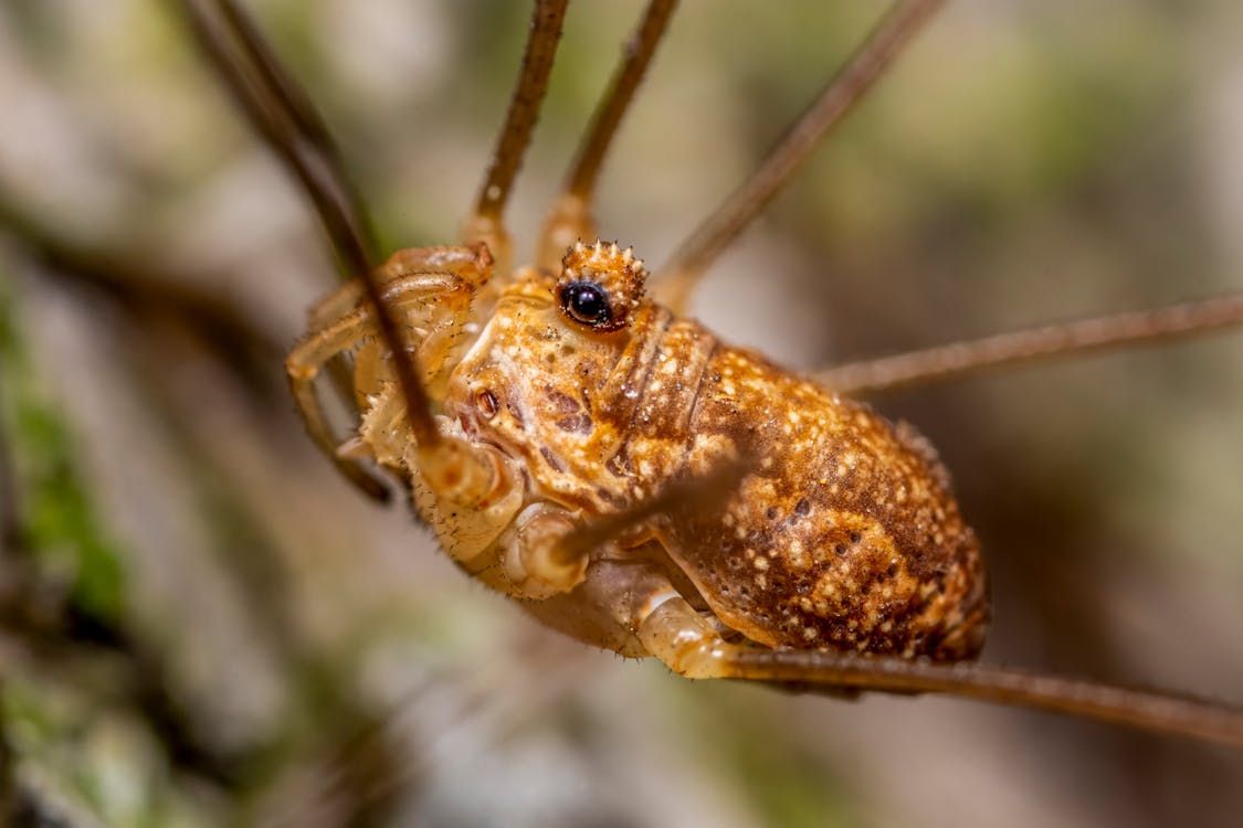 Closeup of golden brown Harvest spider with tiny black eyes and long thin legs in park on blurred background