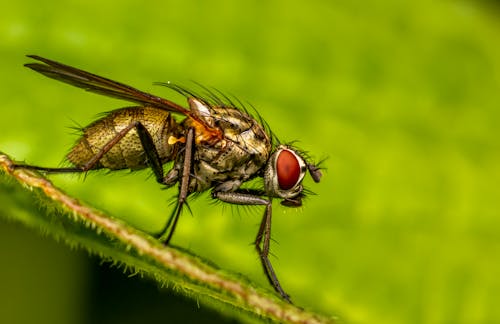 Fly with big eyes on green leaf
