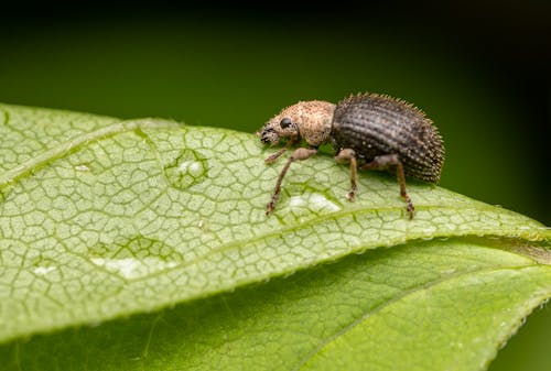 Side view of brown Curculionidae Sciaphilus asperatus with thin legs on verdant leaf covered with drops of dew