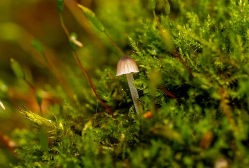 Closeup of small brown mushroom surrounded by thin stems and verdant leaves on moss in forest in daylight