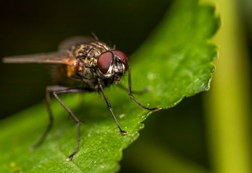 Free Macro insect with brown body and big red eyes on green leaf with sharped edges in forest on blurred background Stock Photo