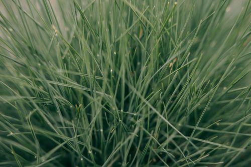 Free Detailed close-up of green grass with visible dewdrops, showcasing nature's freshness. Stock Photo