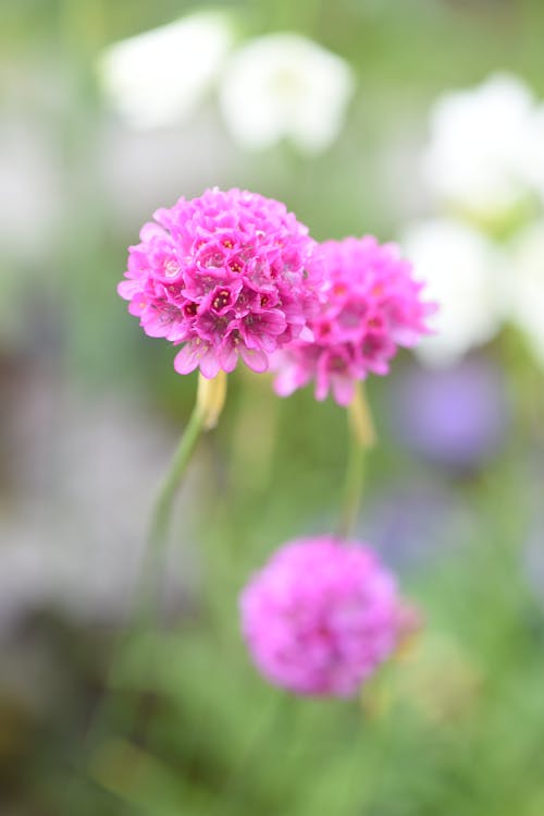 垂直拍摄, 海上节俭, 特写 的 免费素材图片