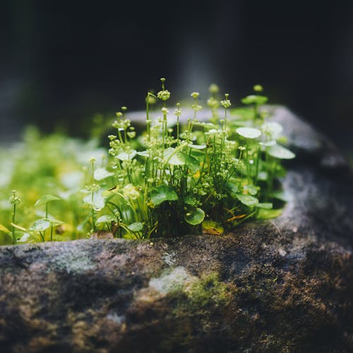 Free Small delicate flowers and green leaves on thin twigs on dark stone in dense woodland in daylight on blurred background Stock Photo
