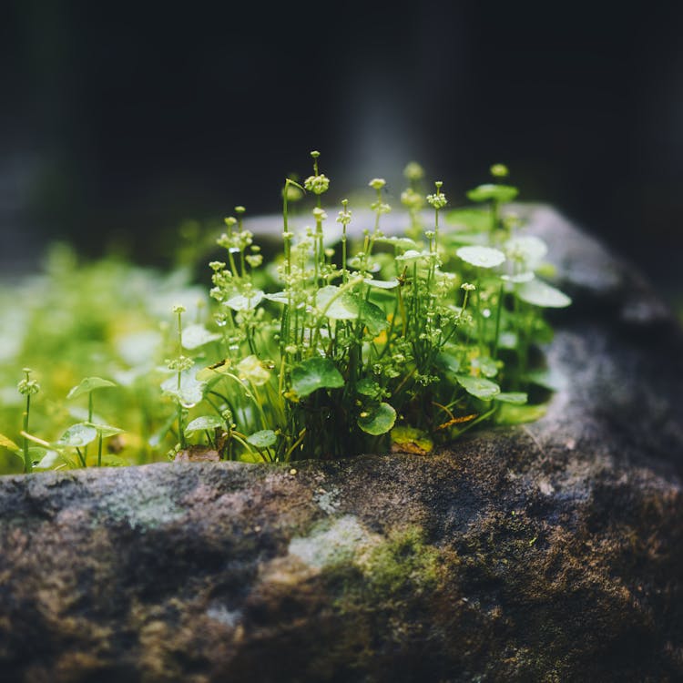 Small delicate flowers and green leaves on thin twigs on dark stone in dense woodland in daylight on blurred background