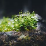Moss and tiny seedlings growing on a wet stone, photo by Takeshi Arai on Pexels