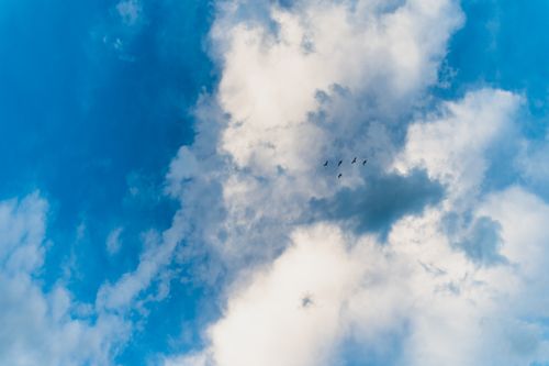 Free From below of small birds with spread wings flying in colorful sky with clouds Stock Photo