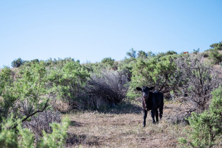 Black Calf Walking On Grass Terrain Near Shrubs