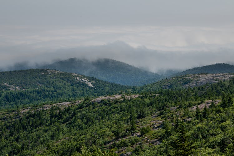 Green Forest In Misty Morning