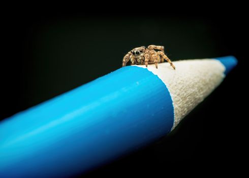 Brown spider on blue pencil